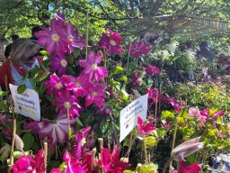gt-fsw25_clematis_rs